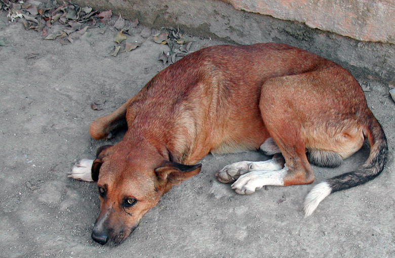 Dog khujli treatment hotsell