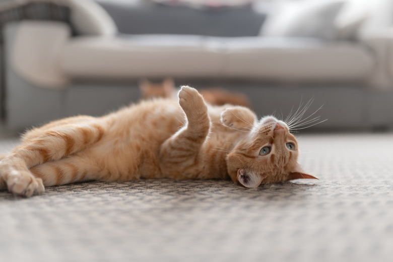 brown tabby cat lying on its back