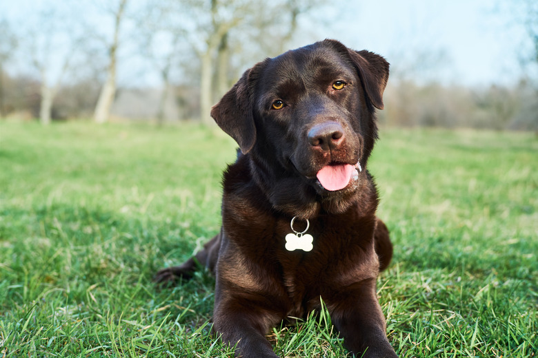 Portrait of chocolate Labrador laying over green grass background