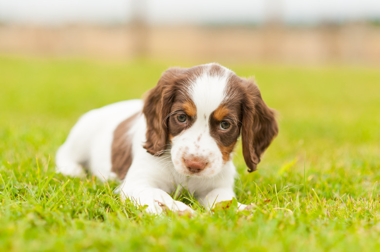 Springer Spaniel Pup