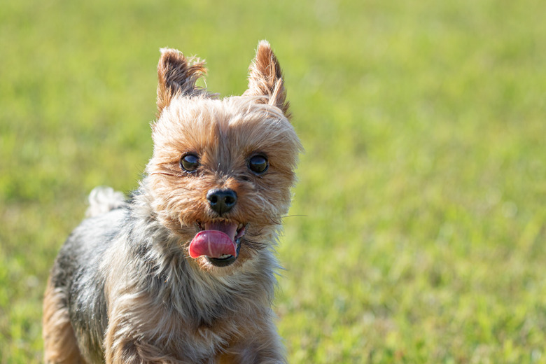 Yorkshire Terrier running on park lawn