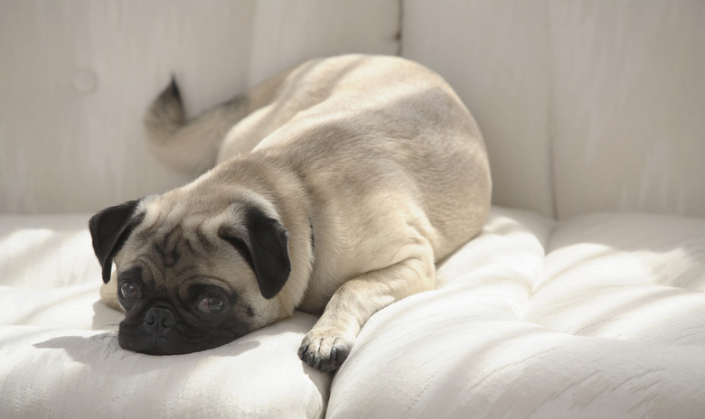 Dog lying on couch