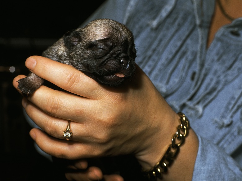 Woman holding puppy