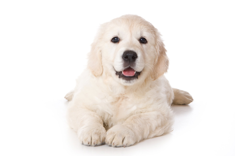 Golden retriever puppy in a 