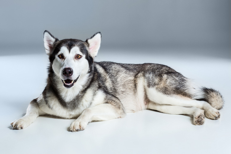 Alaskan Malamute lying down in a 