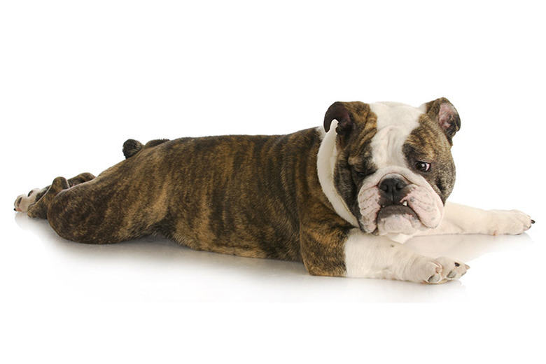 Bulldog laying down