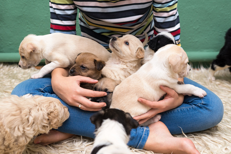 Woman playing with puppies