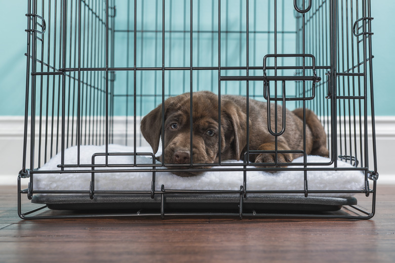 Putting blanket over dog crate best sale