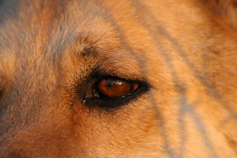 Closeup of dog's eye