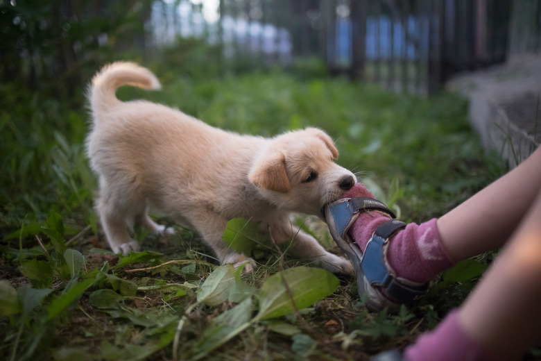 Funny and cute puppy plays and bites the child's leg