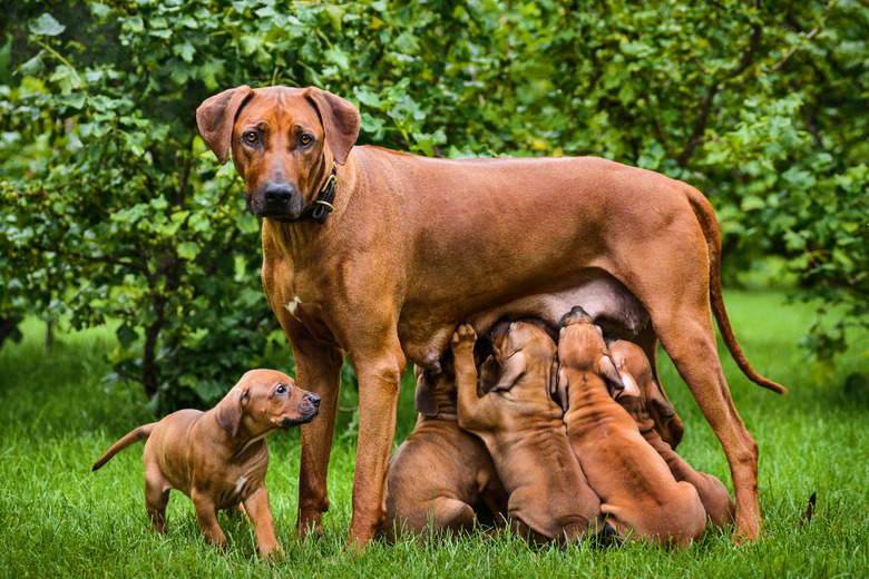 Rhodesian Ridgeback nursing her puppies in the garden