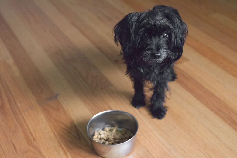 Small black dog standing by food bowl on wooden floor