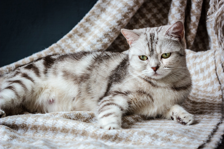 Pregnant grey cat laying on the fabric