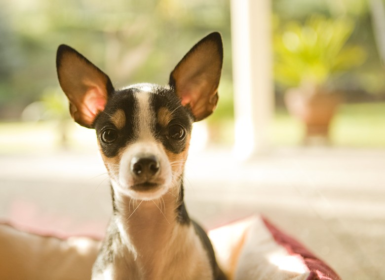 A surprised Chihuahua in a home.