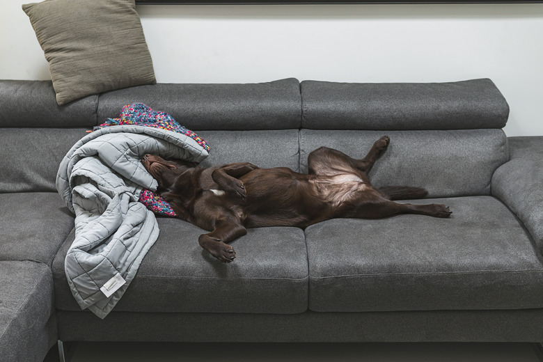 Labrador asleep on sofa