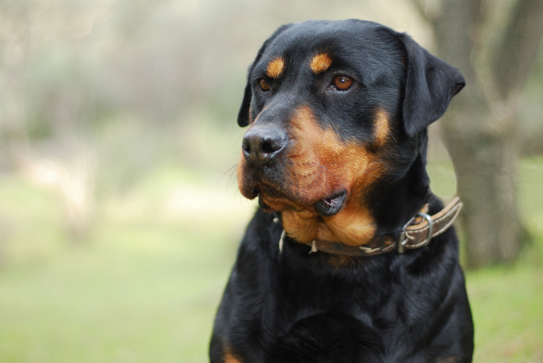 Rottweiler