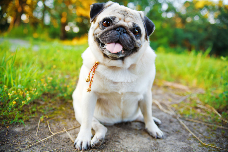 happy little pug in summer park