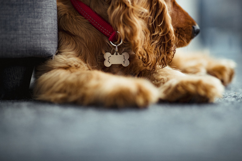 Close up of a Cocker Spaniel Puppy