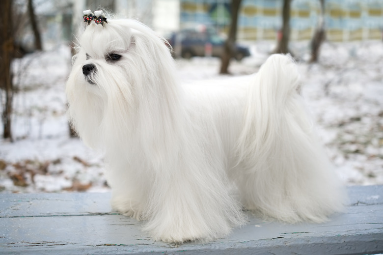 Maltese Dog