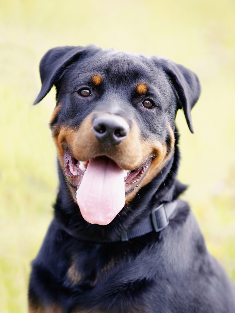 Close-up of rottweiler