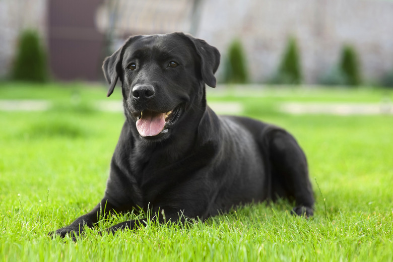 Black Labrador Retriever on the  grass