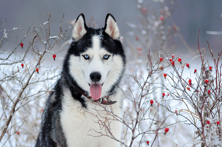 Portrait of Siberian Husky