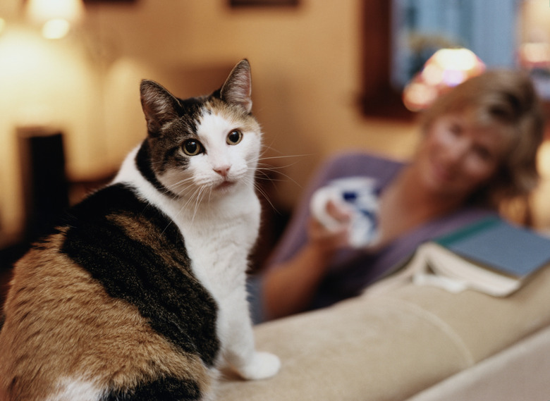 Cat on Couch, Woman in Background