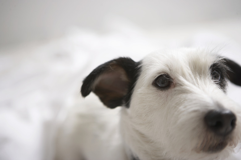 Dog, close-up