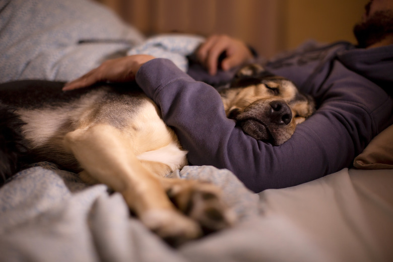 dog sleeping in its owner's bed