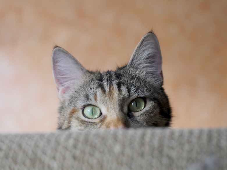 Portrait Of tabby cat hiding behind furniture