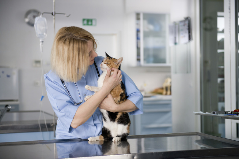 Young veterinarian doctor with healthy cat.