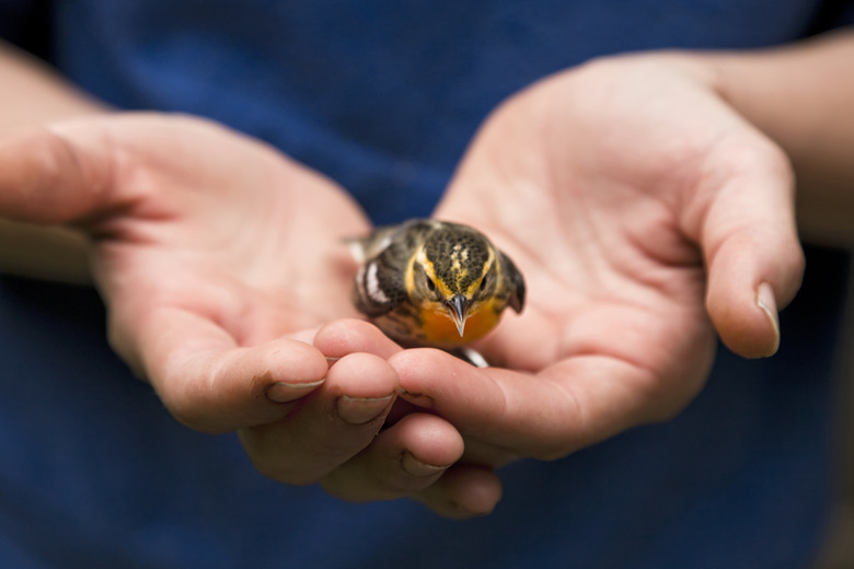 Bird in the Hand