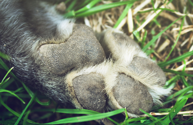 Paw gray shepherd dog on the grass background