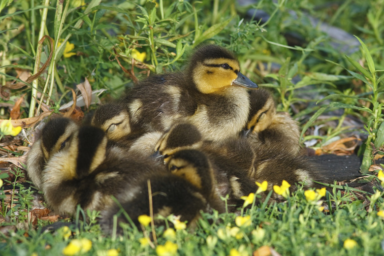 Brown baby ducks in grass