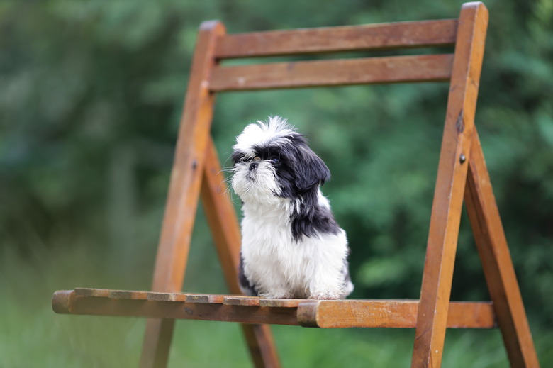 Black and white Shih Tzu puppy sitting on a chair outside