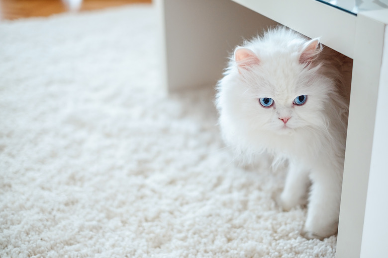 Kitten keeps pooping on carpet best sale