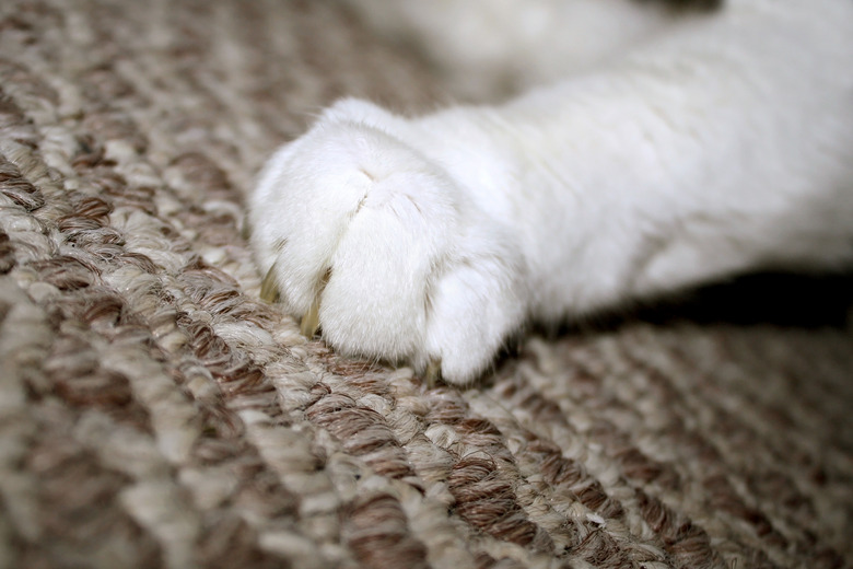 How to get my cat to stop scratching the carpet best sale