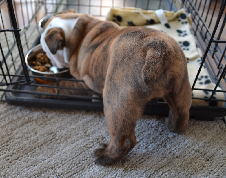 How To Stop A Dog From Peeing In A Crate Cuteness