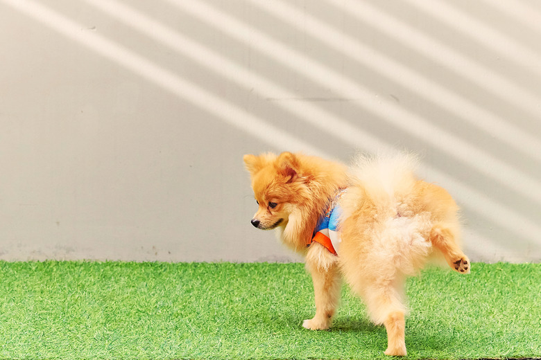 Cute small Pomeranian dog peeing in the park