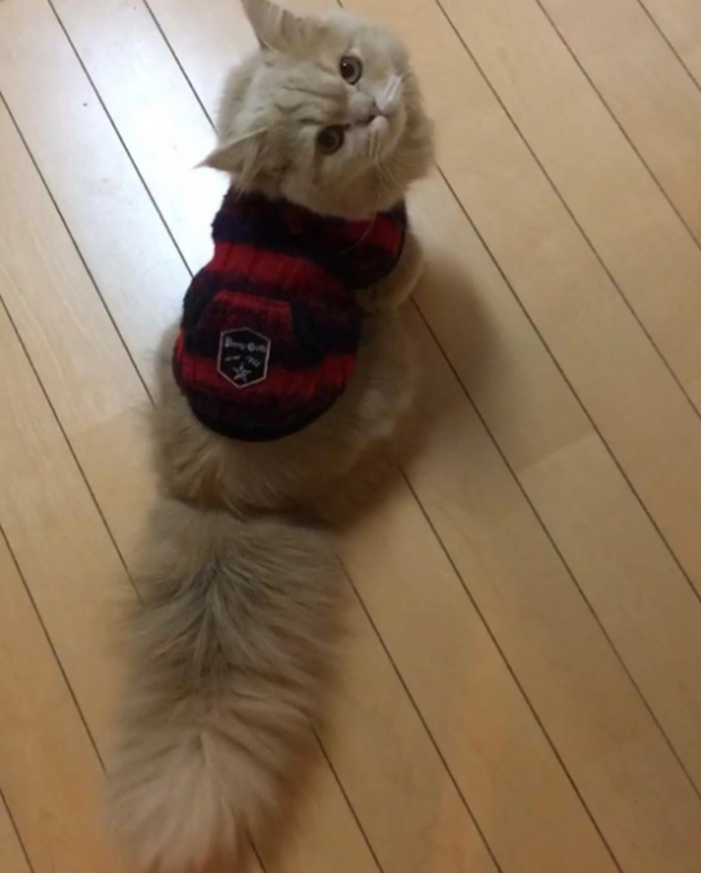 Bell showing off her tail in a red and black sweater