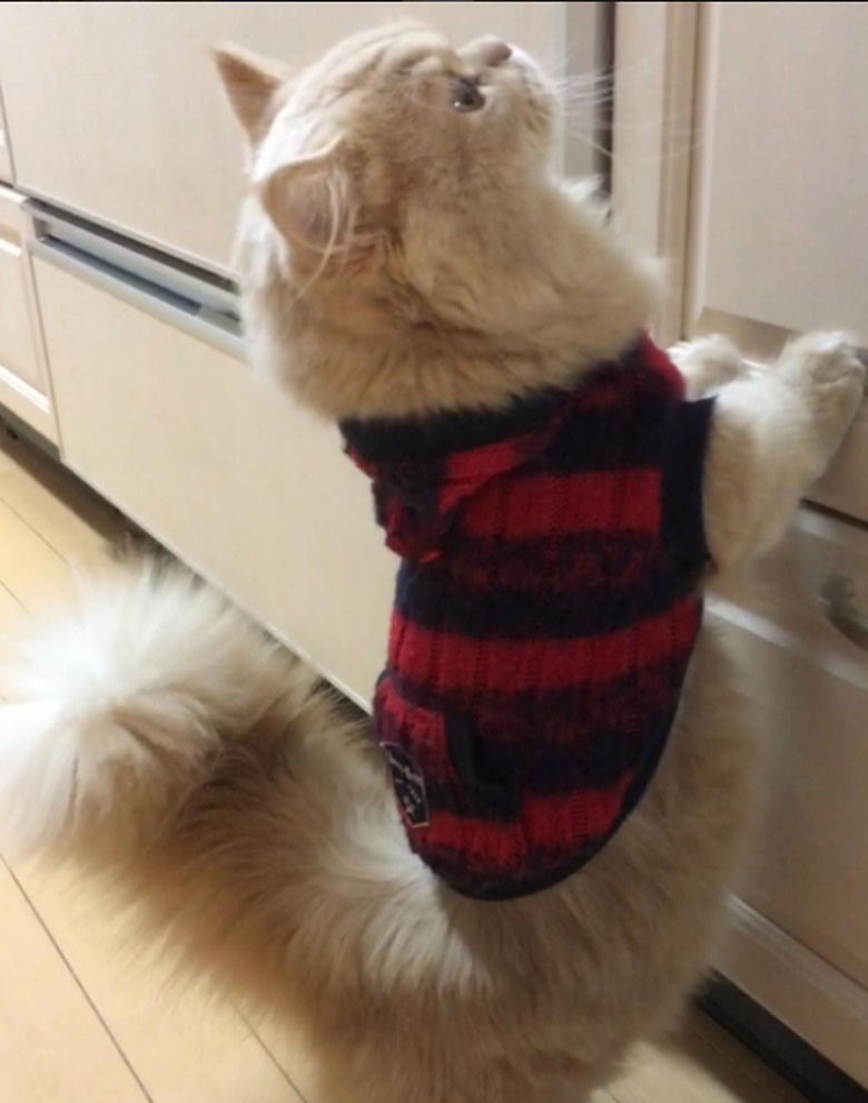 Bell standing up against a cabinet