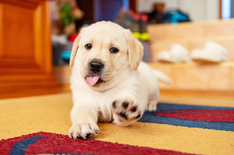 Labrador puppy ready for play