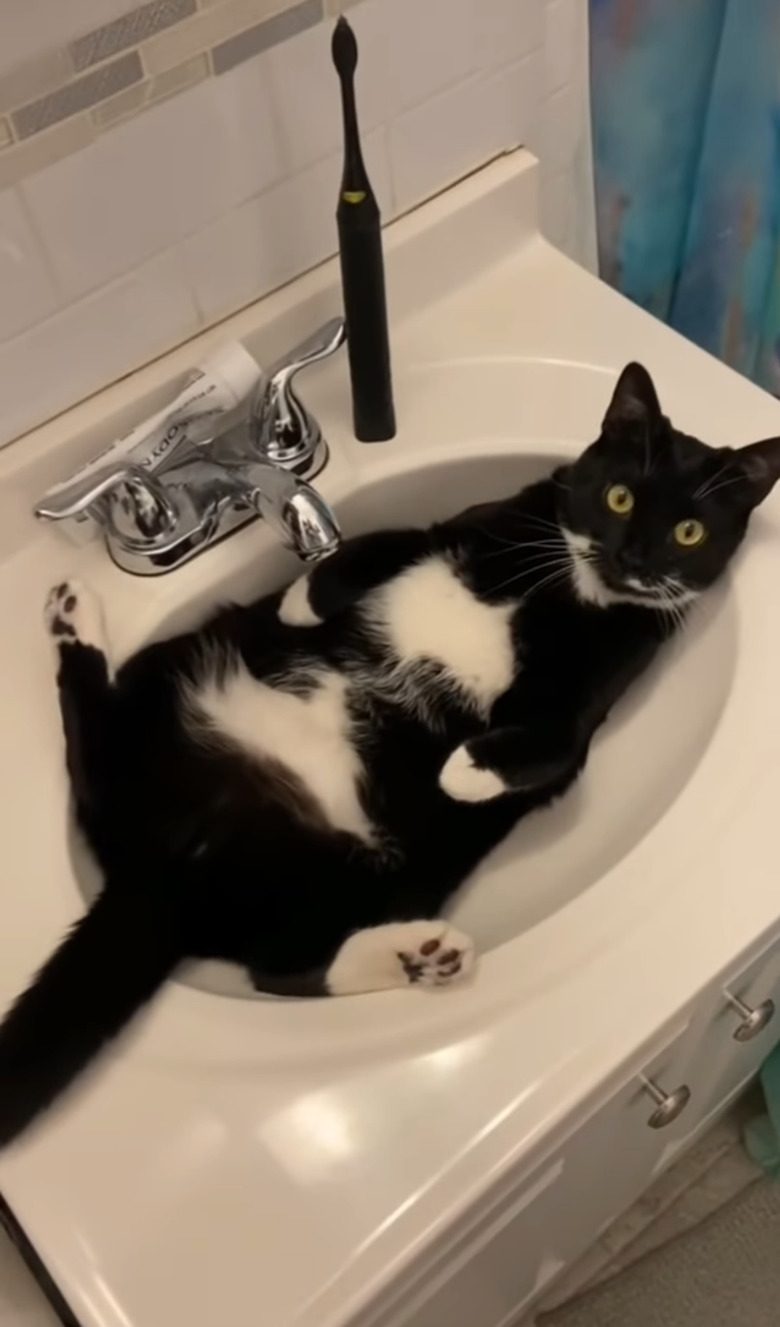 tuxedo cat lounging in a bathroom sink.