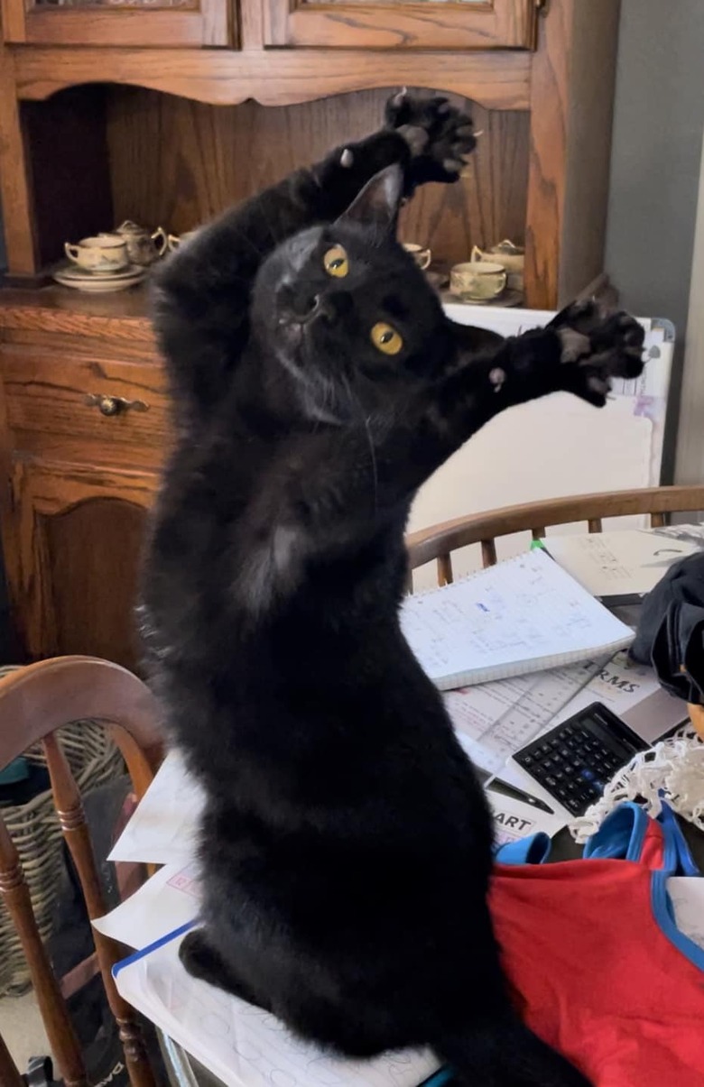 black cat doing the Wednesday Adams dance.