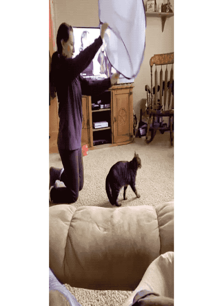 cat flops into mesh laundry hamper for woman.