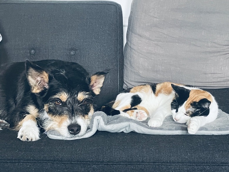 dog doesn't like sharing heating pad with cat.