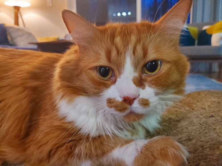 orange cat can't believe his coat needs to be brushed.