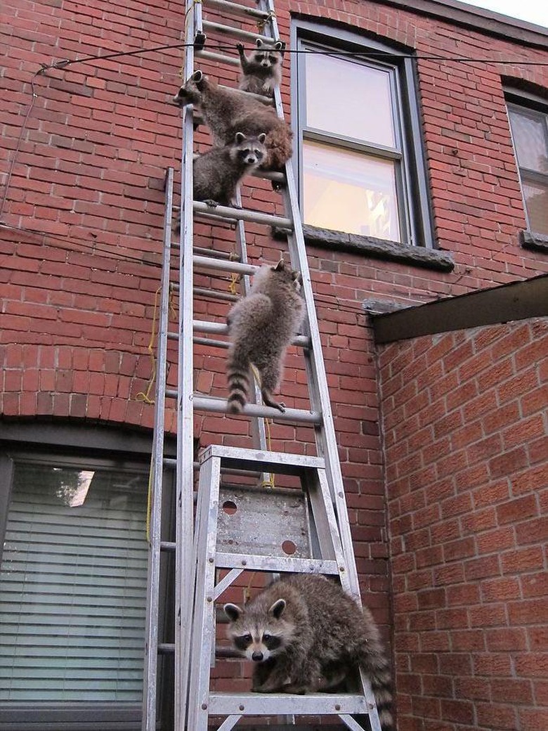 Five raccoons climb ladder leaning against brick building