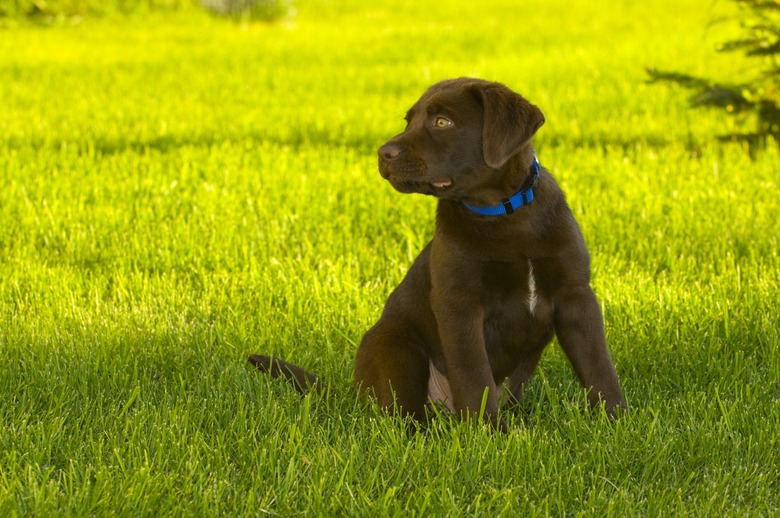 Chocolate lab puppy