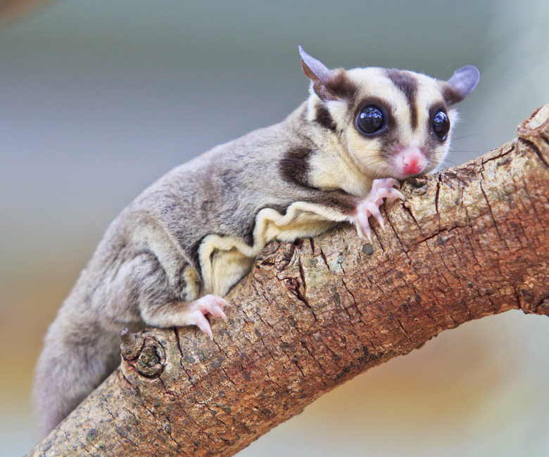 sugar glider